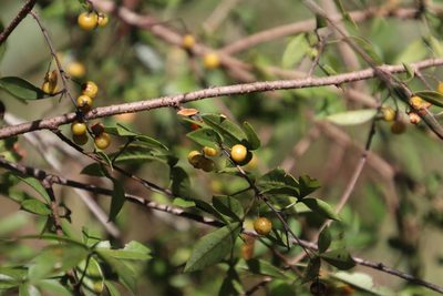 Searsia transvaalensis, photographed by Tony Rebelo