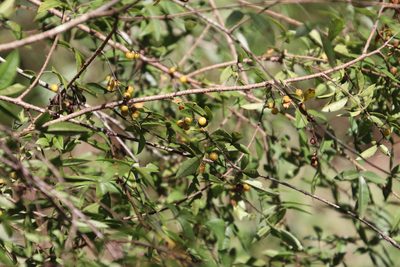 Searsia transvaalensis, photographed by Tony Rebelo