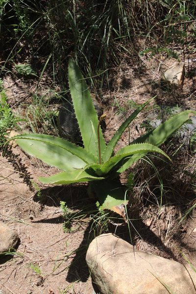 Aloe dyeri, photographed by Tony Rebelo