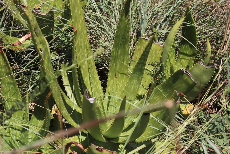 Aloe parvibracteata, photographed by Tony Rebelo