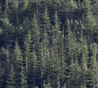 Cedrus brevifolia, photographed by desertnaturalist