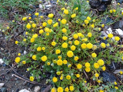 Anthemis rigida, photographed by Grzegorz Grzejszczak