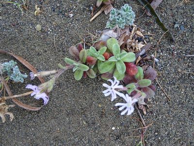 Silene succulenta, photographed by Grzegorz Grzejszczak