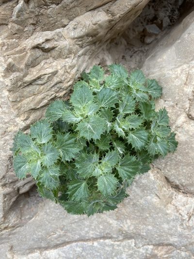 Holmgrenanthe petrophila, photographed by Matt Berger
