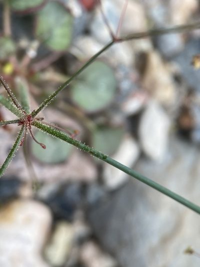 Eriogonum contiguum, photographed by Matt Berger