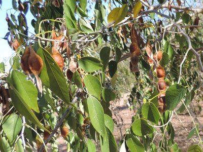 Lonchocarpus lanceolatus, photographed by Francisco Farriols Sarabia