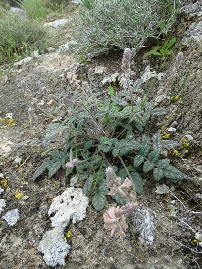 Onobrychis venosa, photographed by Grzegorz Grzejszczak