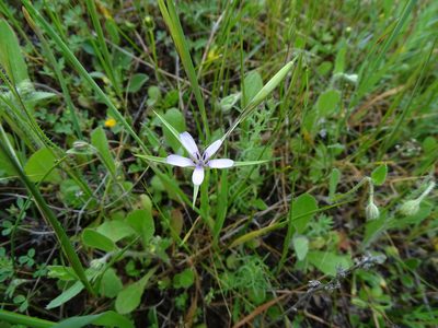 Geropogon hybridus, photographed by Grzegorz Grzejszczak