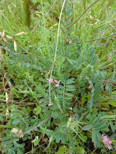 Sulla spinosissima, photographed by Grzegorz Grzejszczak