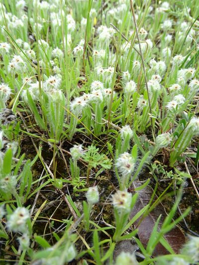 Plantago cretica, photographed by Grzegorz Grzejszczak