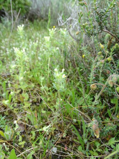 Parentucellia flaviflora, photographed by Grzegorz Grzejszczak