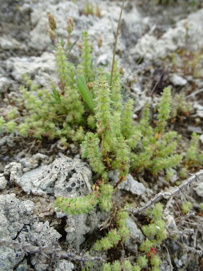 Valantia hispida, photographed by Grzegorz Grzejszczak