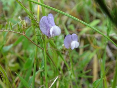 Vicia peregrina, photographed by Grzegorz Grzejszczak