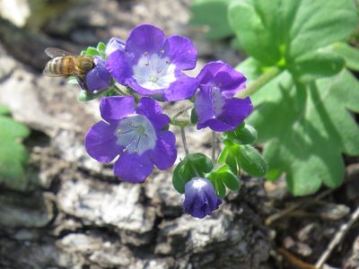 Phacelia patuliflora, photographed by johnyochum
