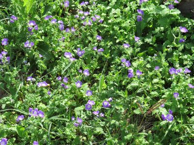 Phacelia patuliflora, photographed by johnyochum