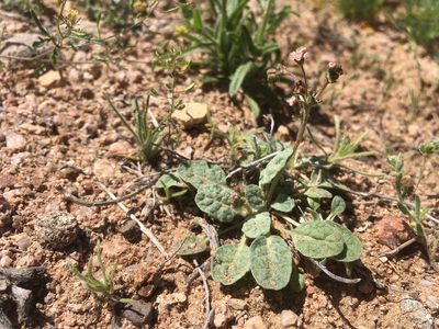 Eriogonum thurberi, photographed by Cecelia Alexander