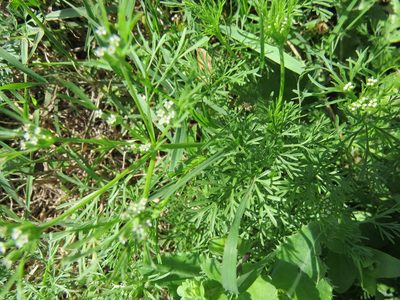 Ammoselinum butleri, photographed by johnyochum