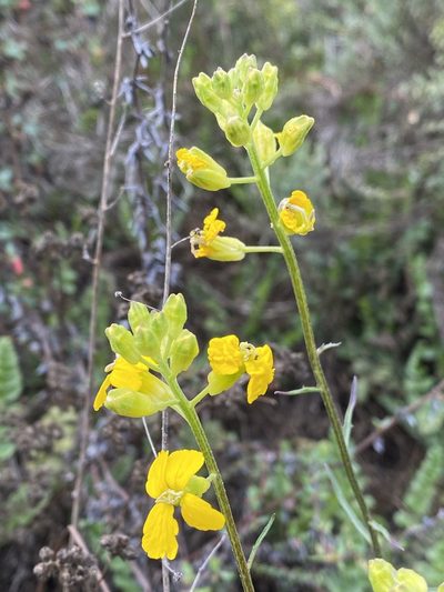 Erysimum suffrutescens, photographed by Kyle Nessen