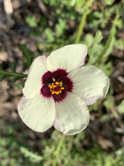 Hibiscus tridactylites, photographed by Guy Taseski