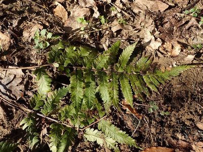 Dryopteris celsa, photographed by Evan M. Raskin
