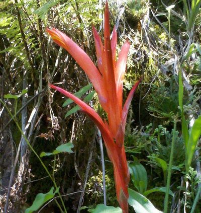 Pitcairnia karwinskyana, photographed by Eugenio Padilla
