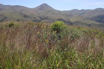 Eriosema psoraleoides, photographed by Tony Rebelo