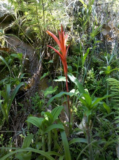 Pitcairnia karwinskyana, photographed by Eugenio Padilla