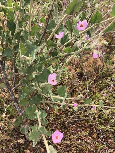 Malacothamnus foliosus, photographed by Kristen Francis