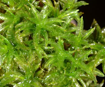 Atrichum selwynii, photographed by Don Loarie