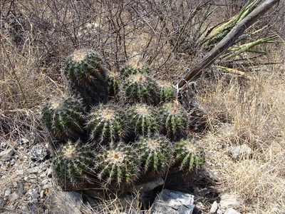 Ferocactus flavovirens, photographed by Alexis López Hernández