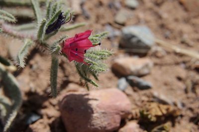 Echium horridum, photographed by Olivier Argagnon