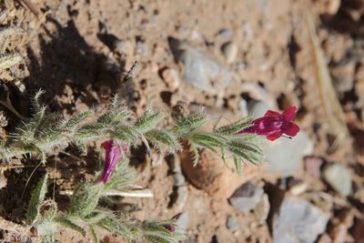Echium horridum, photographed by Olivier Argagnon