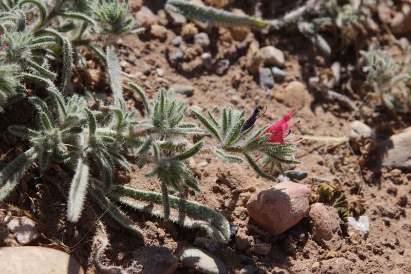 Echium horridum, photographed by Olivier Argagnon