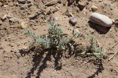 Echium horridum, photographed by Olivier Argagnon