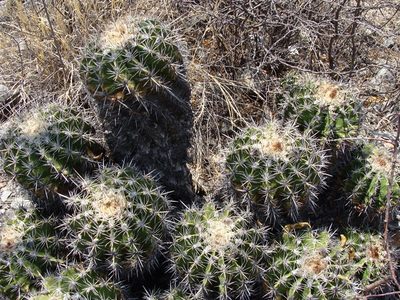Ferocactus flavovirens, photographed by Alexis López Hernández