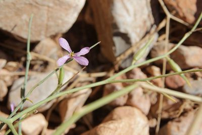 Foleyola billotii, photographed by Olivier Argagnon