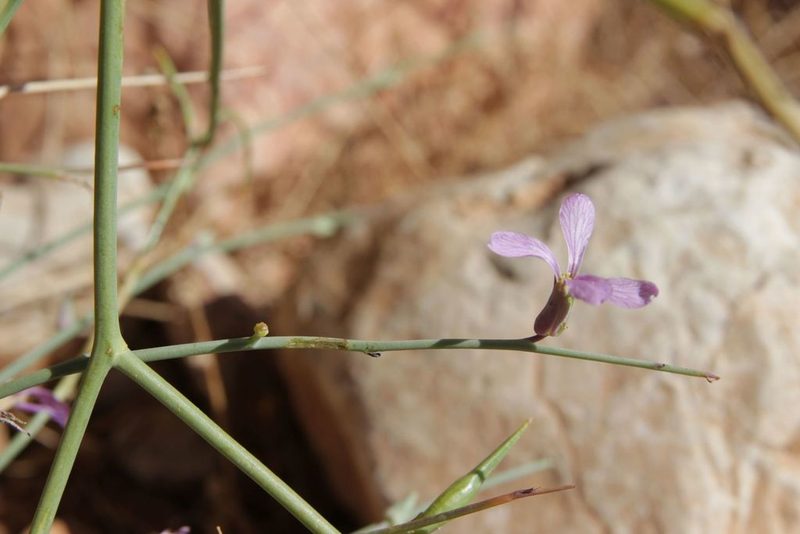 Foleyola billotii, photographed by Olivier Argagnon