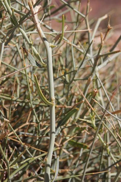 Foleyola billotii, photographed by Olivier Argagnon