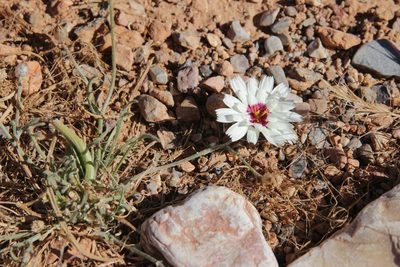 Catananche arenaria, photographed by Olivier Argagnon