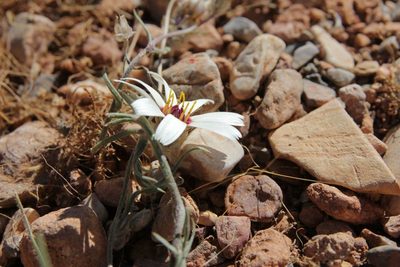 Catananche arenaria, photographed by Olivier Argagnon