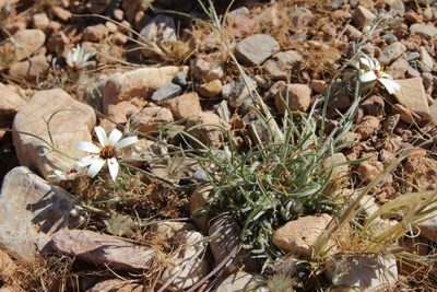Catananche arenaria, photographed by Olivier Argagnon