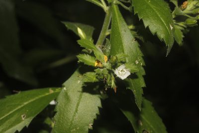 Capraria biflora, photographed by Juan Cruzado Cortés