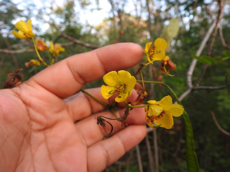 Senna racemosa, photographed by Juan Cruzado Cortés