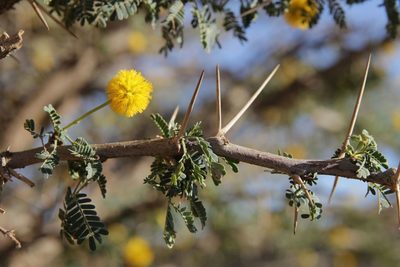 Vachellia flava, photographed by Olivier Argagnon