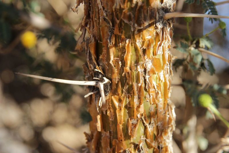 Vachellia flava, photographed by Olivier Argagnon
