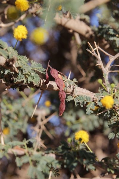 Vachellia flava, photographed by Olivier Argagnon