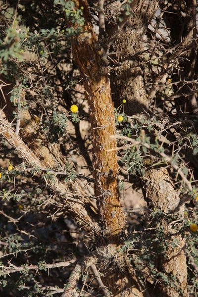 Vachellia flava, photographed by Olivier Argagnon