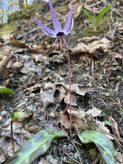 Erythronium hendersonii, photographed by Trevor Schalla