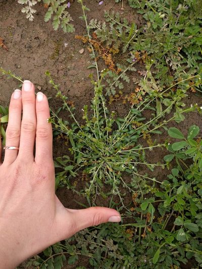 Plagiobothrys acanthocarpus, photographed by Amy