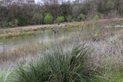 Hesperaloe parviflora, photographed by Nick Loveland